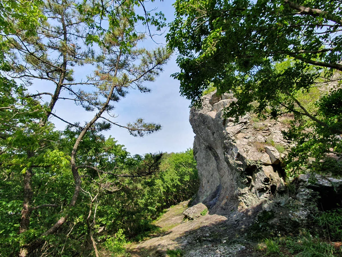 금오봉 가는 길