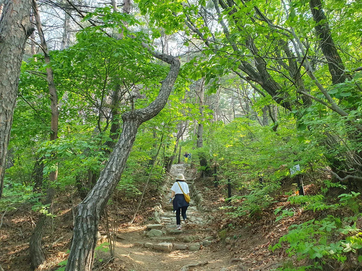 하루재에서 영봉으로 가는 길