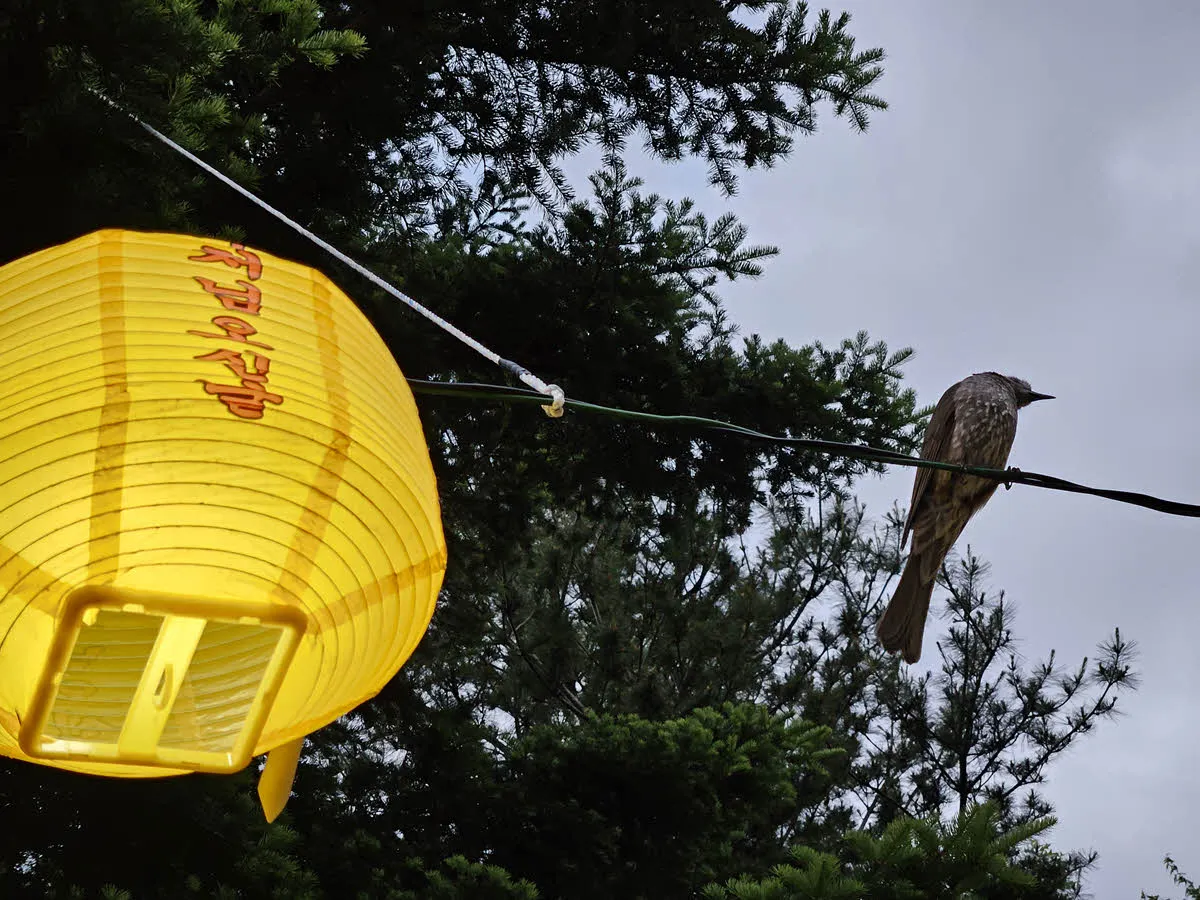 연등과 직박구리