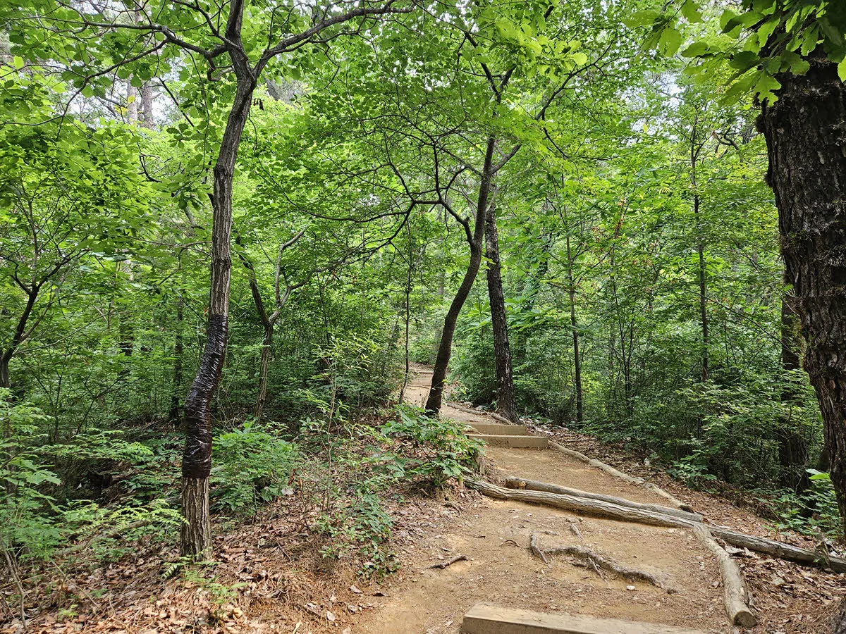 울창한 숲길 (서울대공원 산림욕장)