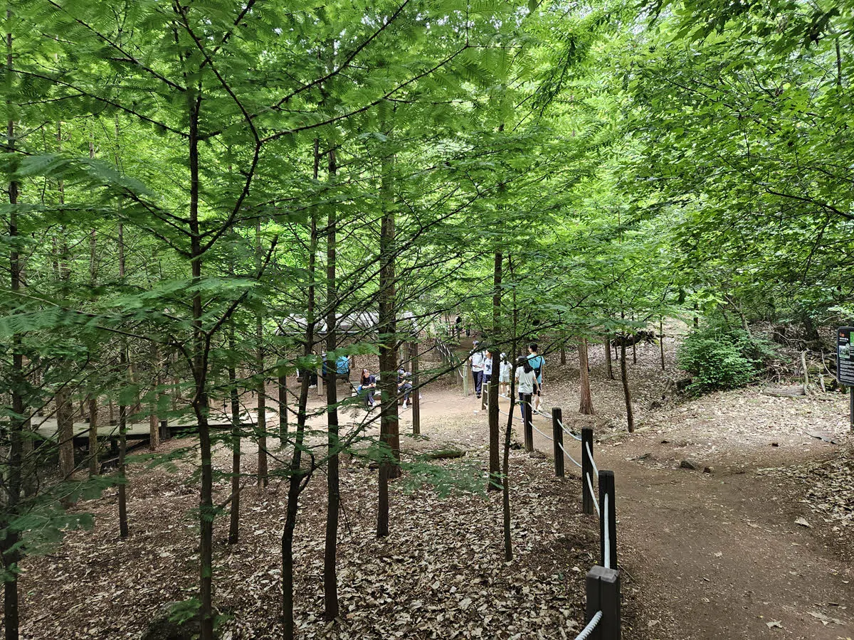 서울대공원 산림욕장길