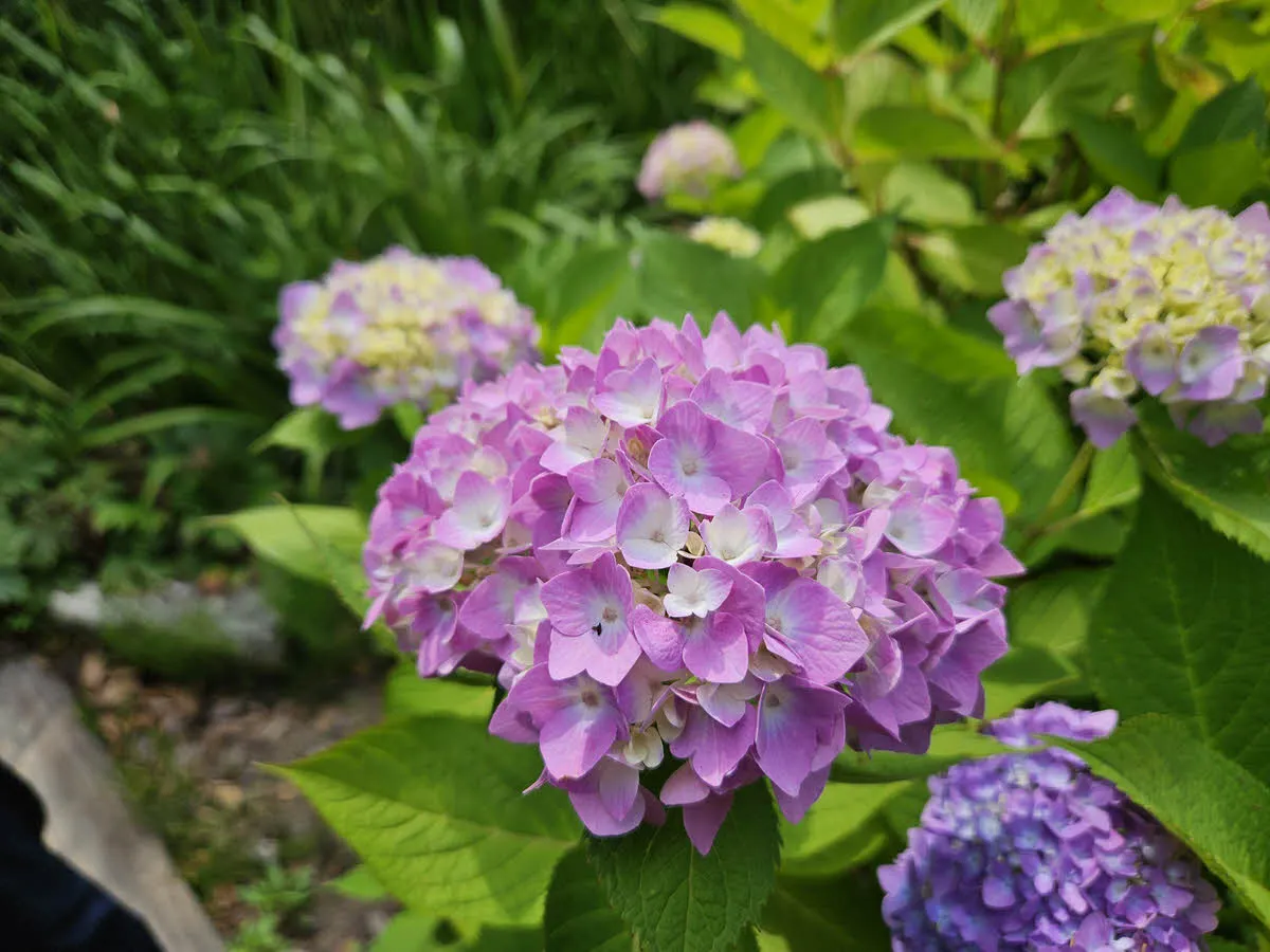 천리포수목원 수국