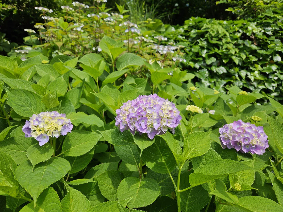 천리포수목원의 수국