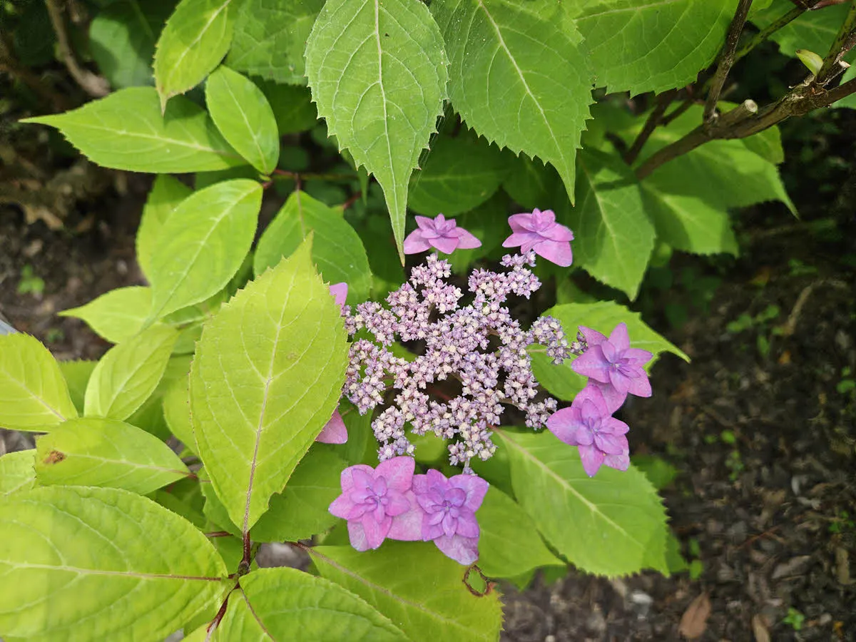 천리포수목원 수국
