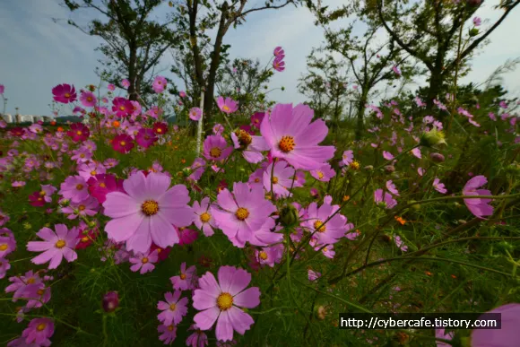 시흥 갯골 생태 공원 둘러 보기