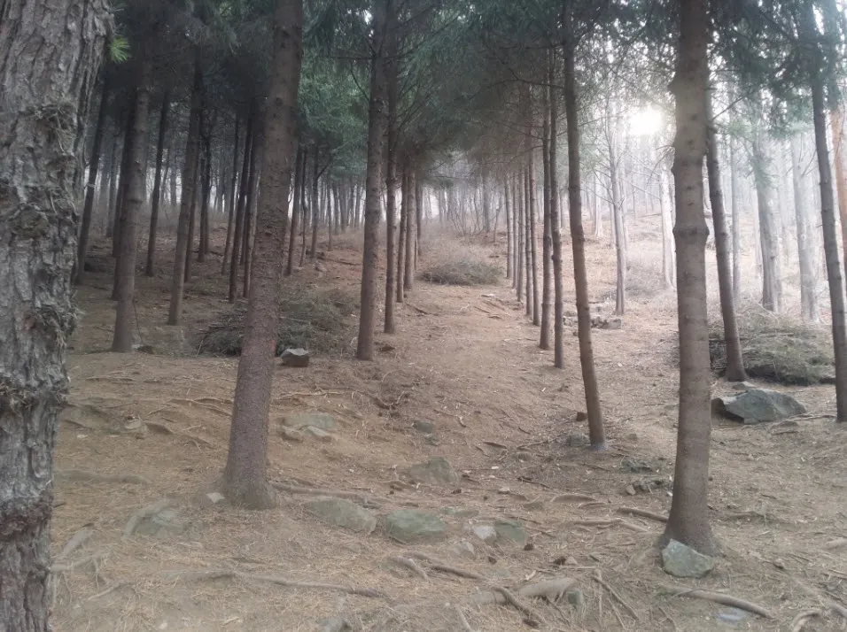 [걷기 좋은 길]서대문구청 뒷산 안산 자락길 탐방기