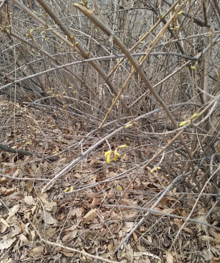 [걷기 좋은 길]서대문구청 뒷산 안산 자락길 탐방기