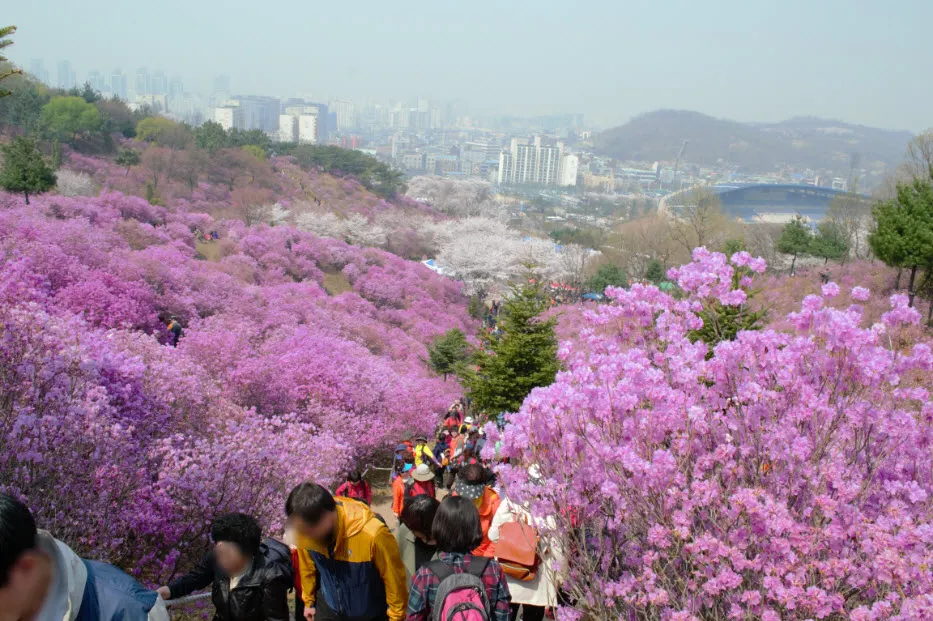 진달래 축제 (경기도 부천시 원미산 - 부천 종합 운동장 인근)