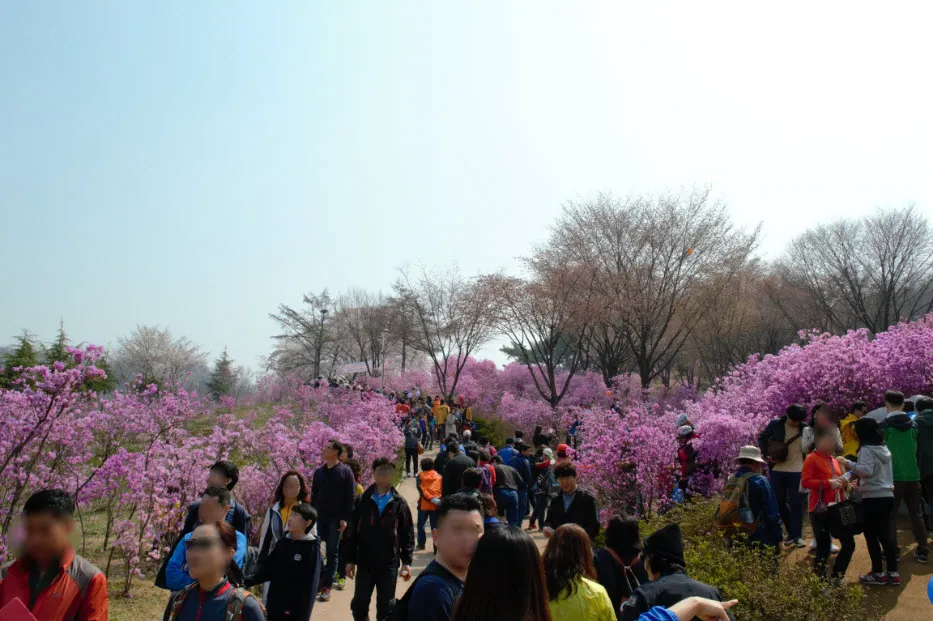 진달래 축제 (경기도 부천시 원미산 - 부천 종합 운동장 인근)