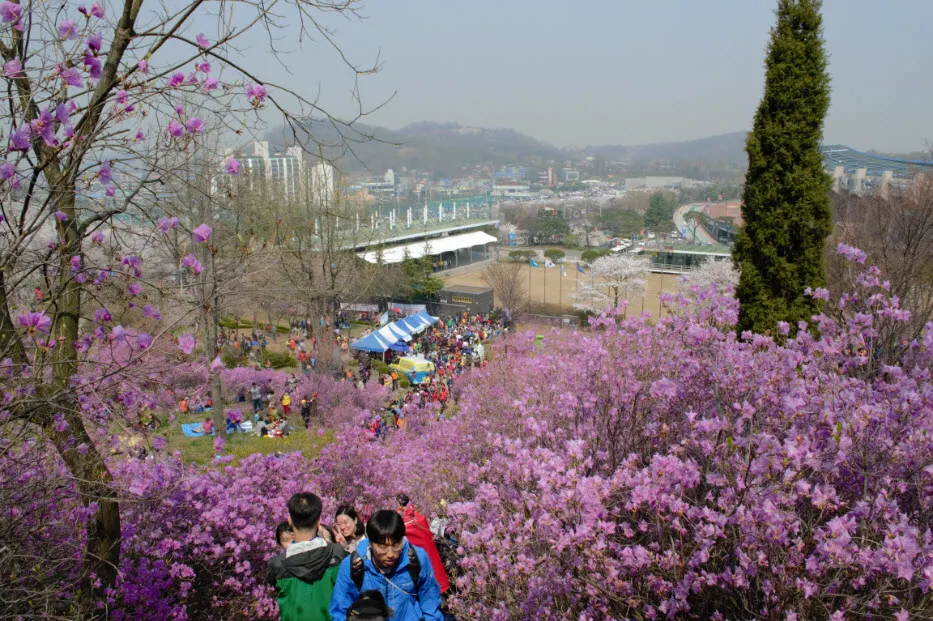 진달래 축제 (경기도 부천시 원미산 - 부천 종합 운동장 인근)