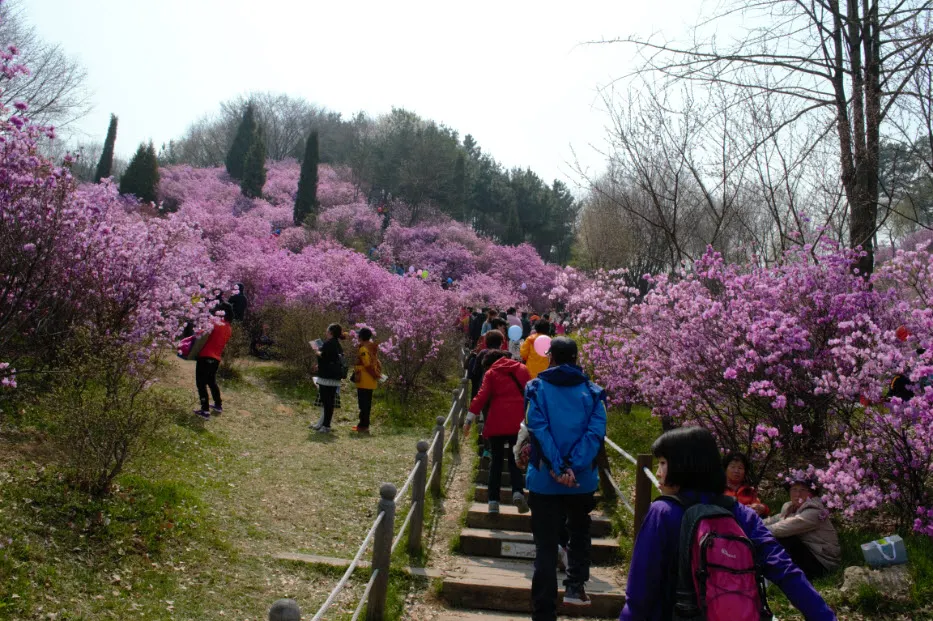 진달래 축제 (경기도 부천시 원미산 - 부천 종합 운동장 인근)