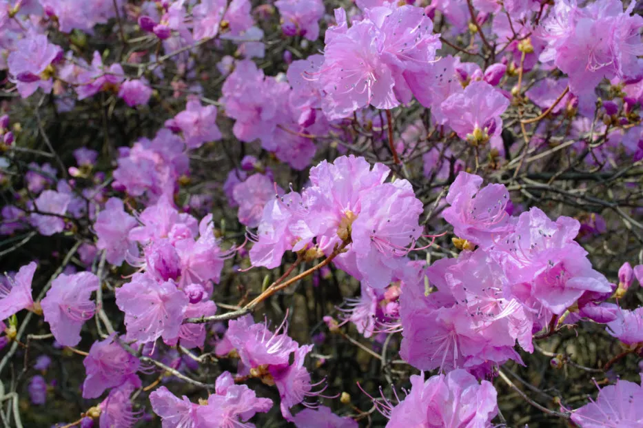 진달래 축제 (경기도 부천시 원미산 - 부천 종합 운동장 인근)