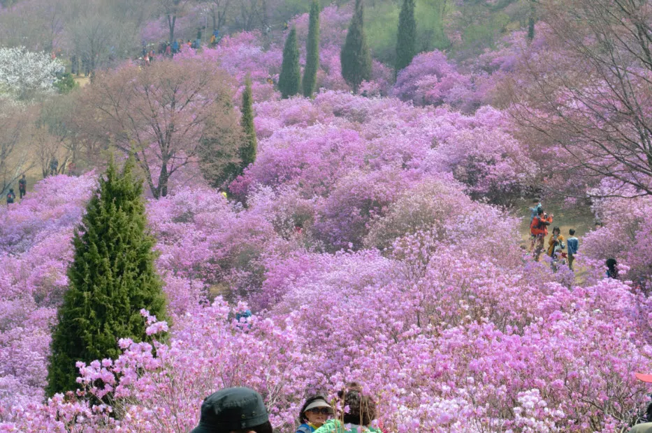 진달래 축제 (경기도 부천시 원미산 - 부천 종합 운동장 인근)