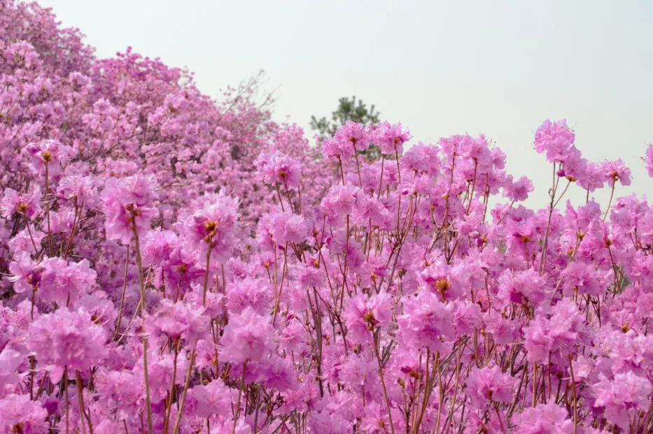 진달래 축제 (경기도 부천시 원미산 - 부천 종합 운동장 인근)