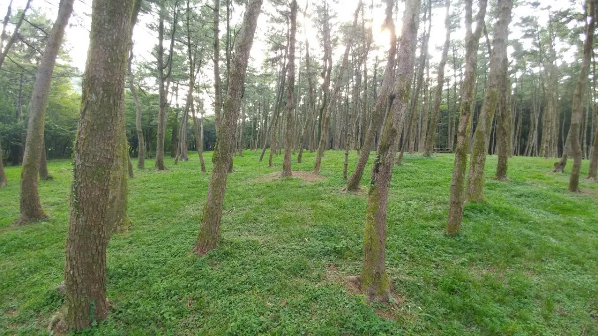 전기차 쏘울과 함께 제주도 당일치기 여행하기