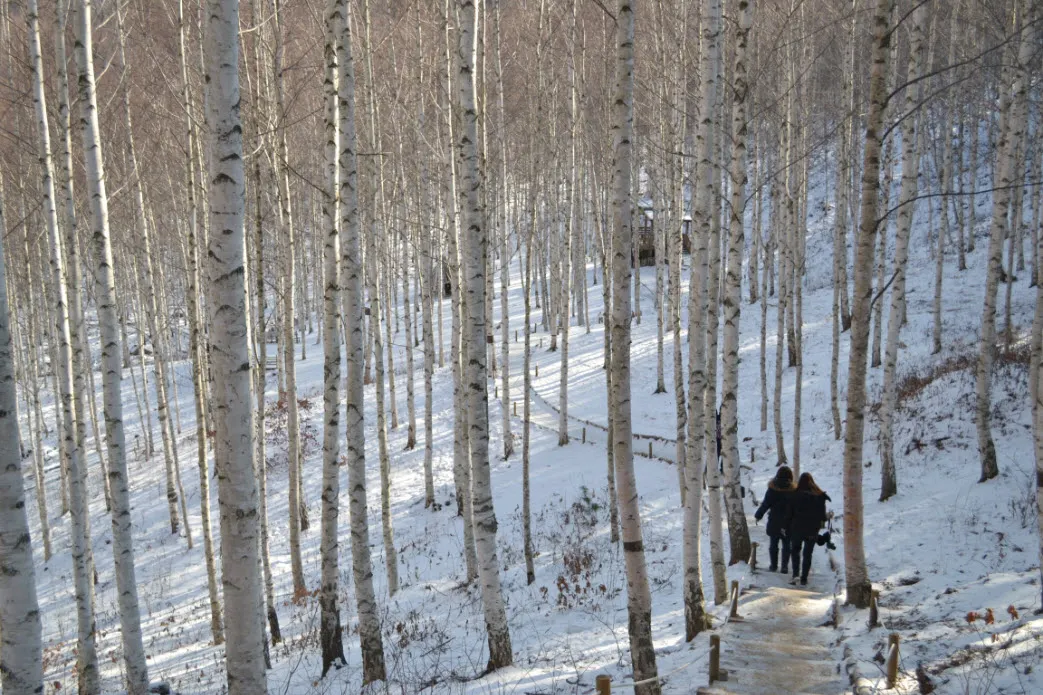 [걷기좋은길]원대리 자작나무 숲의 겨울풍경(강원도 인제군 남면)