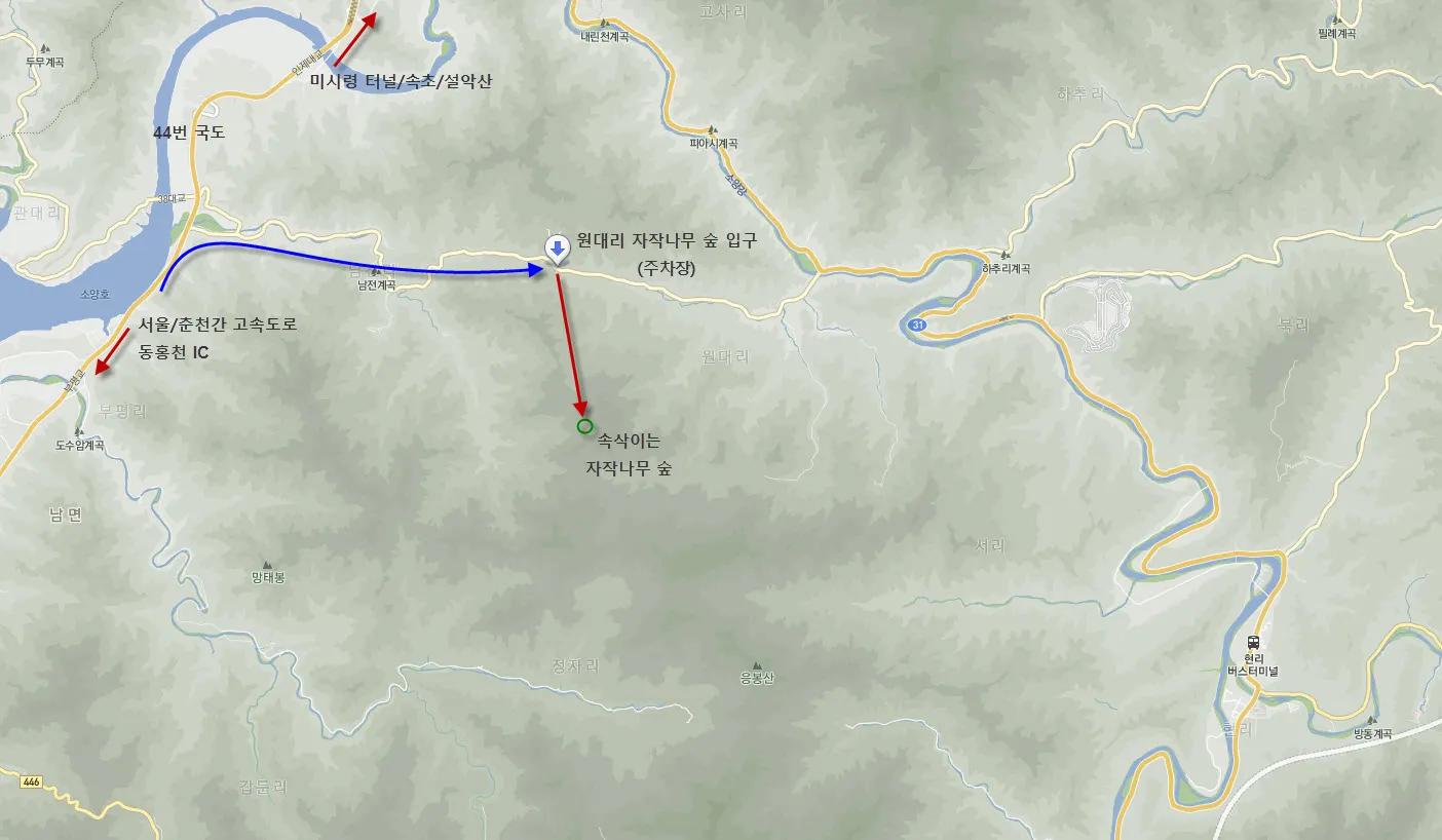 [걷기좋은길]원대리 자작나무 숲의 겨울풍경(강원도 인제군 남면)