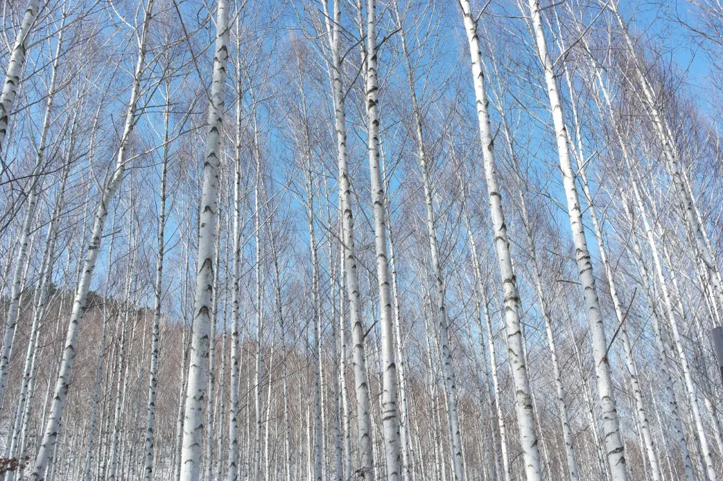 [걷기좋은길]원대리 자작나무 숲의 겨울풍경(강원도 인제군 남면)