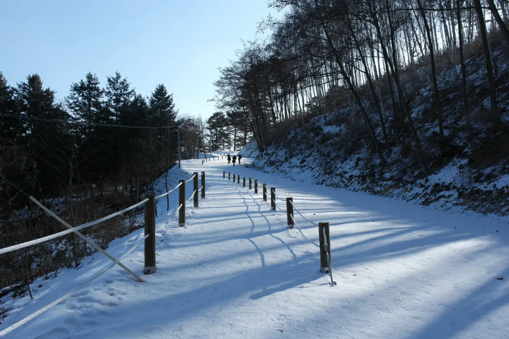 [걷기좋은길]원대리 자작나무 숲의 겨울풍경(강원도 인제군 남면)