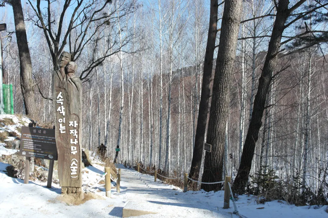 [걷기좋은길]원대리 자작나무 숲의 겨울풍경(강원도 인제군 남면)
