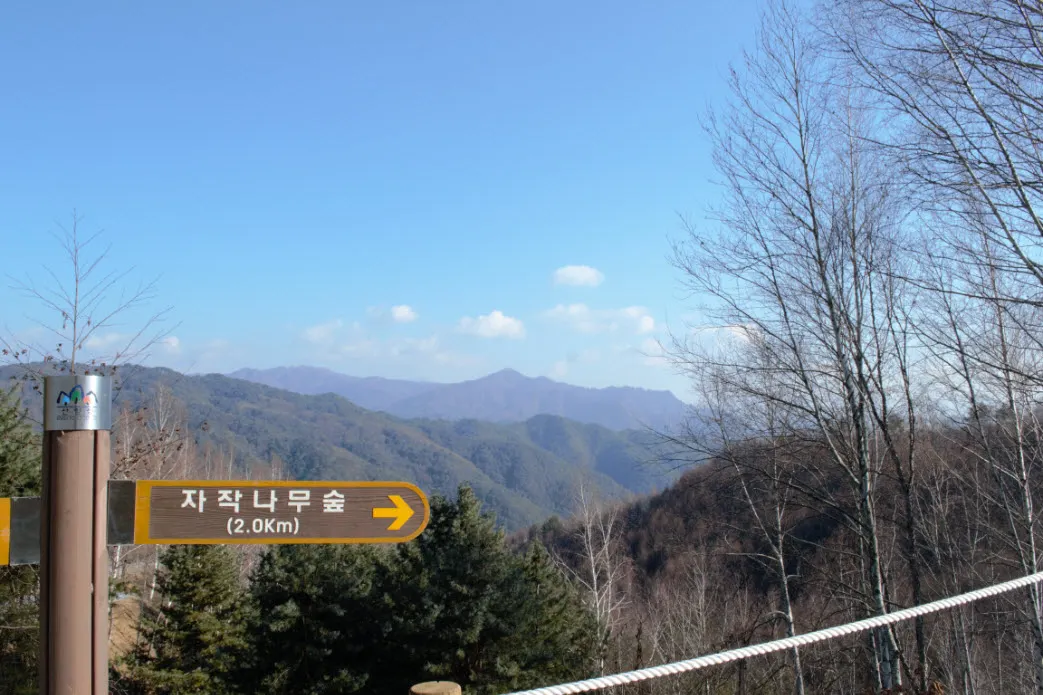 [걷기좋은길]원대리 자작나무 숲의 겨울풍경(강원도 인제군 남면)