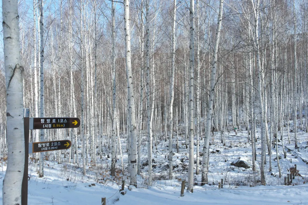 [걷기좋은길]원대리 자작나무 숲의 겨울풍경(강원도 인제군 남면)