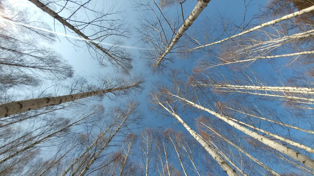 [걷기좋은길]원대리 자작나무 숲의 겨울풍경(강원도 인제군 남면)