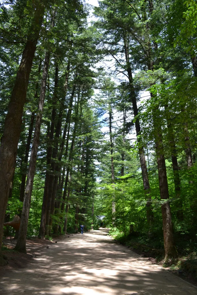 [걷기좋은길] 오대산 선재길 (월정사에서 상원사 가는 길)