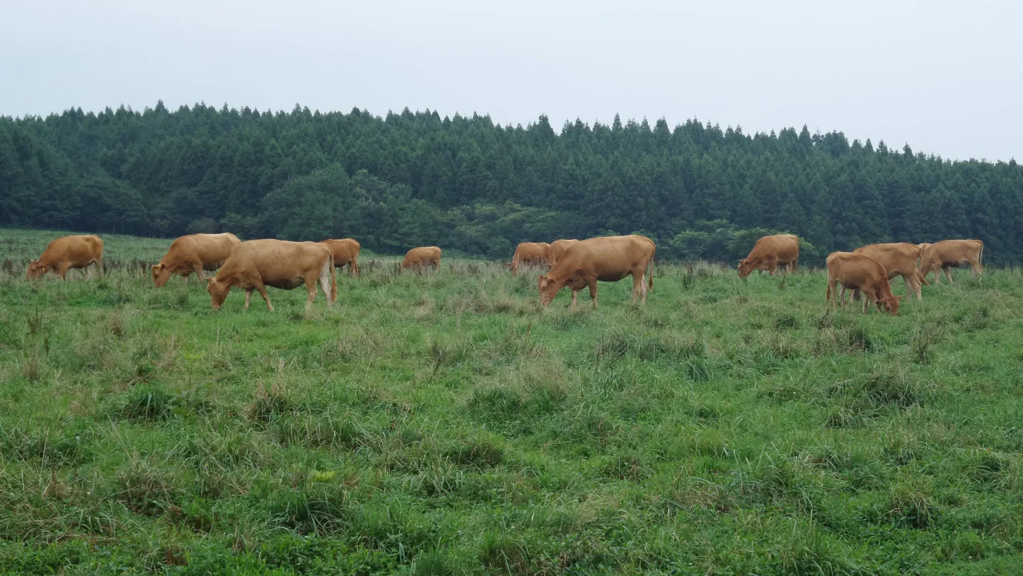 [제주오름여행] 작고 예쁜 백약이오름과 람사르 습지를 품고 있는 물영아리 오름