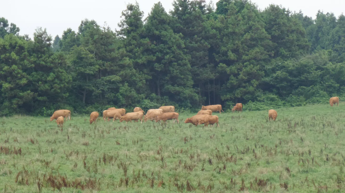 [제주오름여행] 작고 예쁜 백약이오름과 람사르 습지를 품고 있는 물영아리 오름