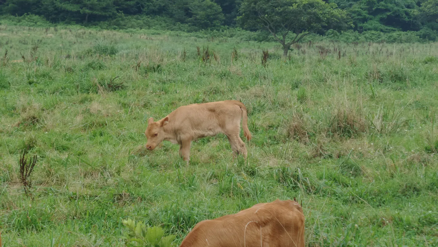 [제주오름여행] 작고 예쁜 백약이오름과 람사르 습지를 품고 있는 물영아리 오름