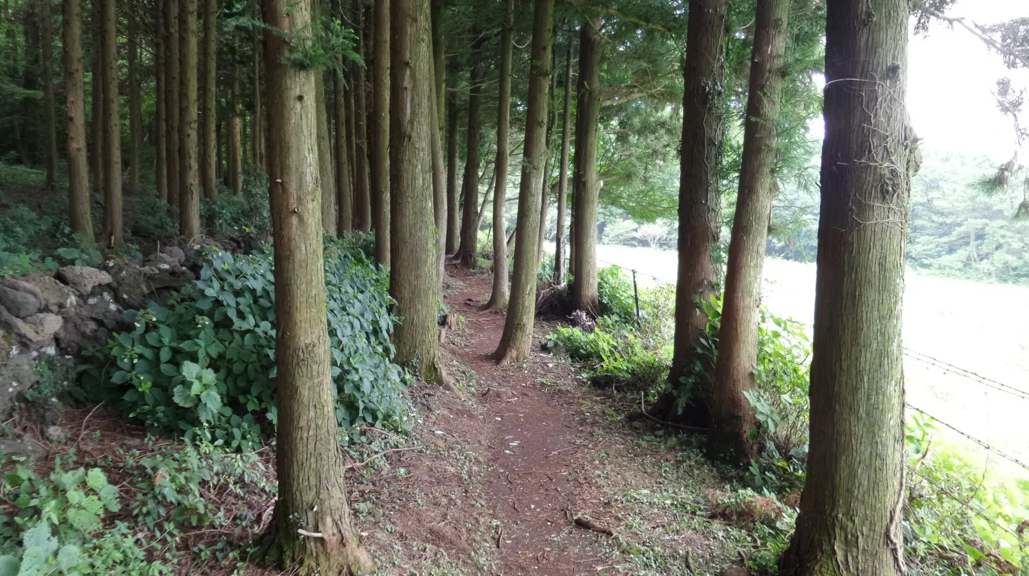 [제주오름여행] 작고 예쁜 백약이오름과 람사르 습지를 품고 있는 물영아리 오름