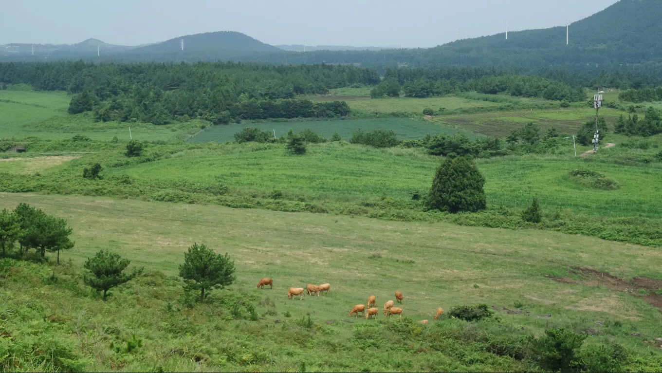 [제주오름여행] 작고 예쁜 백약이오름과 람사르 습지를 품고 있는 물영아리 오름