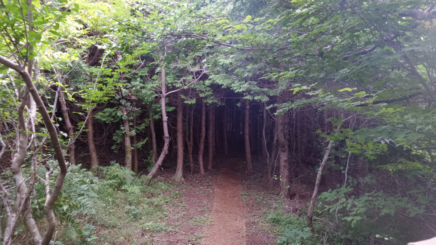 [제주오름여행] 작고 예쁜 백약이오름과 람사르 습지를 품고 있는 물영아리 오름