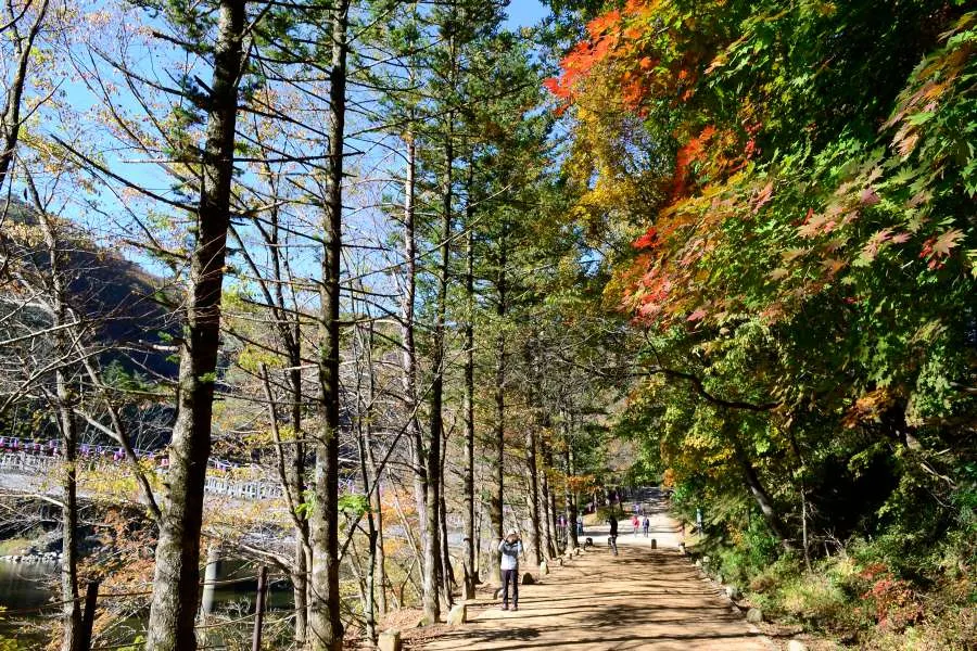 [걷기좋은길]가을에 다시 찾은 오대산 선재길