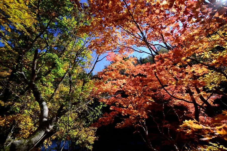 [걷기좋은길]가을에 다시 찾은 오대산 선재길