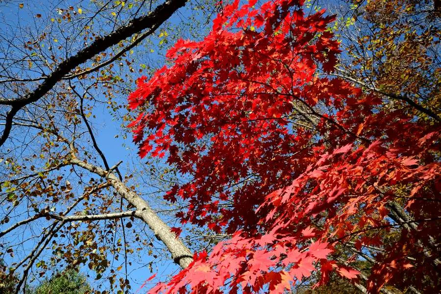 [걷기좋은길]가을에 다시 찾은 오대산 선재길