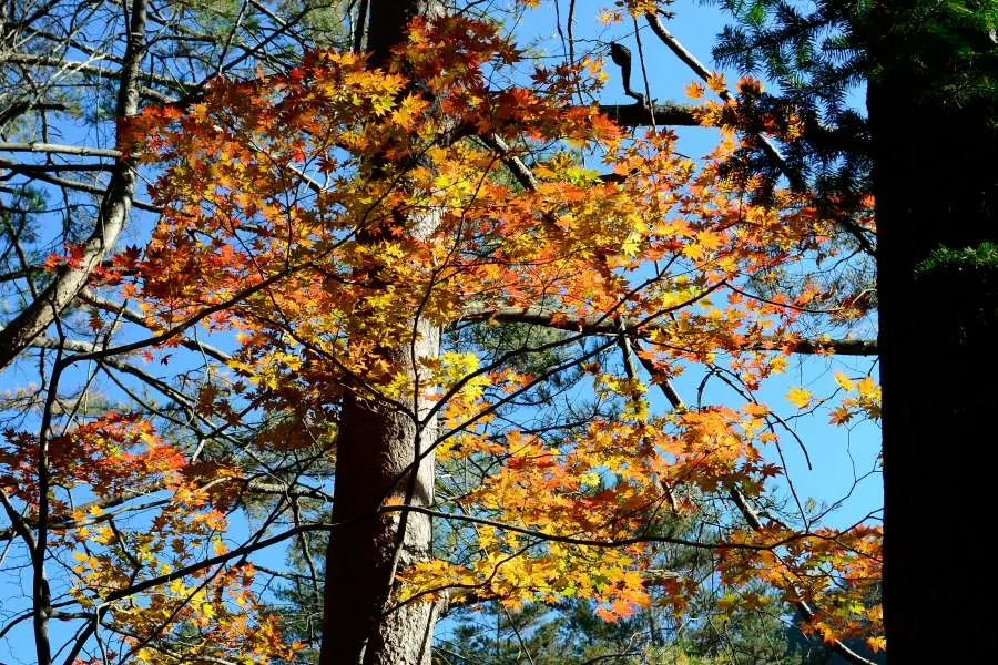 [걷기좋은길]가을에 다시 찾은 오대산 선재길