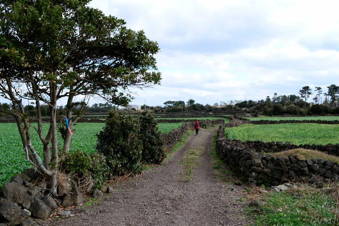 [걷기좋은길]겨울의 제주, 올레길 21코스 걷기