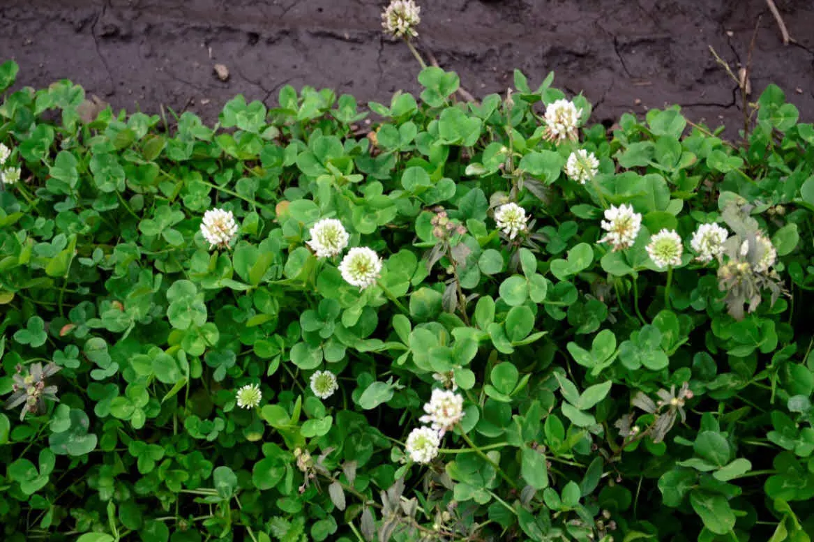 [걷기좋은길]겨울의 제주, 올레길 21코스 걷기