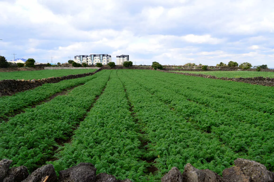 [걷기좋은길]겨울의 제주, 올레길 21코스 걷기