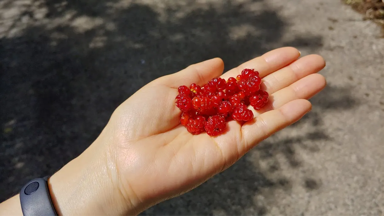 [걷기좋은길] 제주 삼다수숲길을 걷다