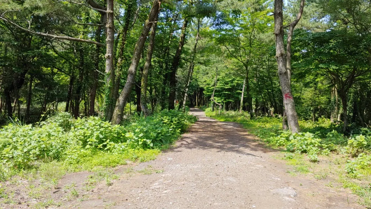 [걷기좋은길] 제주 삼다수숲길을 걷다