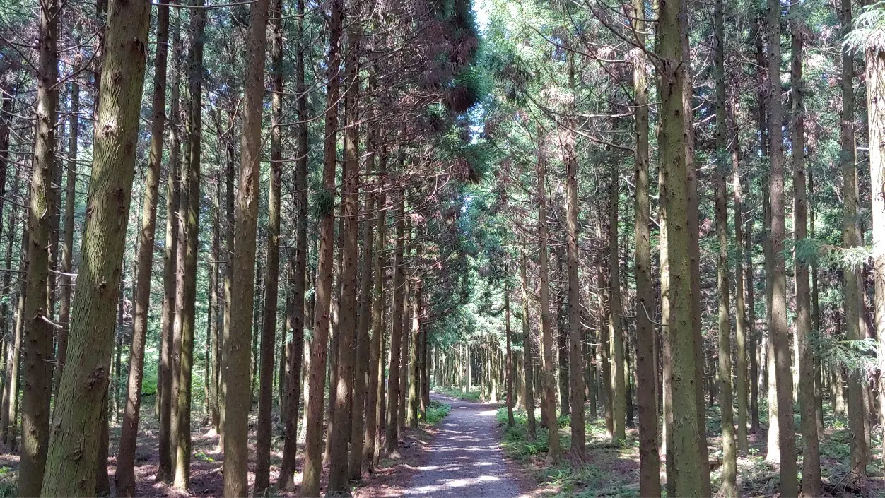 [걷기좋은길] 제주 삼다수숲길을 걷다