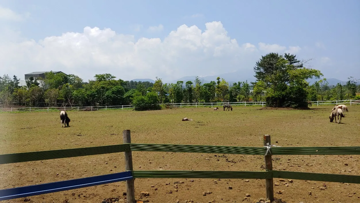 [걷기좋은길] 제주 삼다수숲길을 걷다