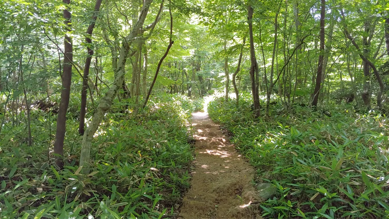 [걷기좋은길] 제주 삼다수숲길을 걷다
