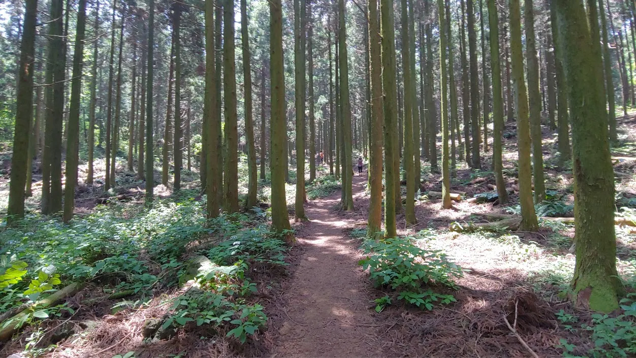 [걷기좋은길] 제주 삼다수숲길을 걷다