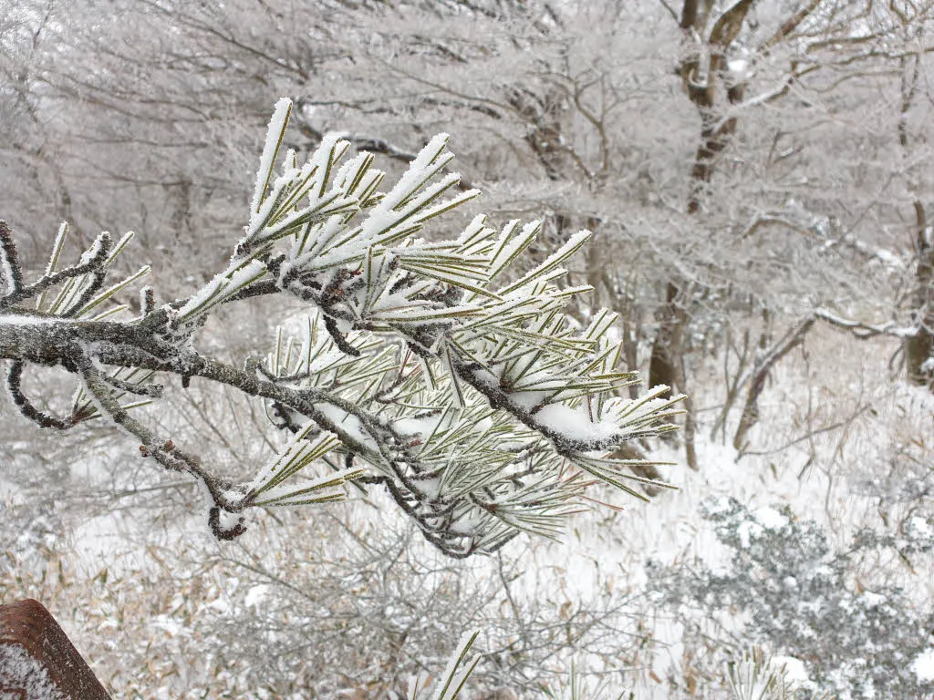 한라산 1100고지 - 람사르습지의 설경