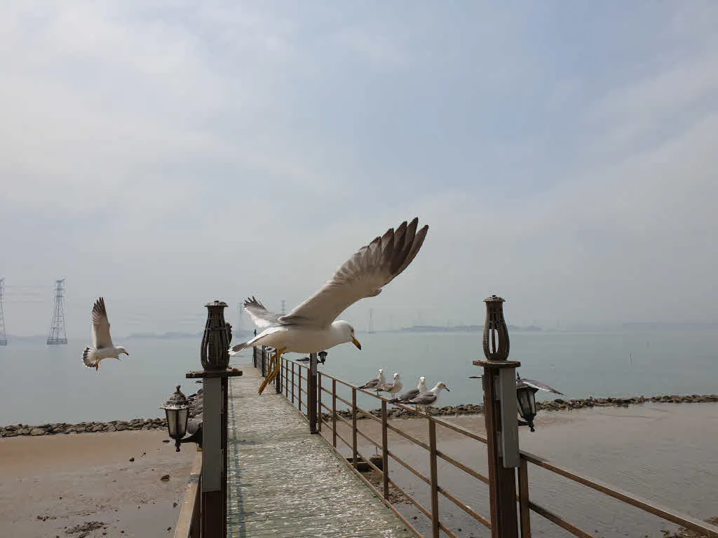 날아라 구봉도의 갈매기