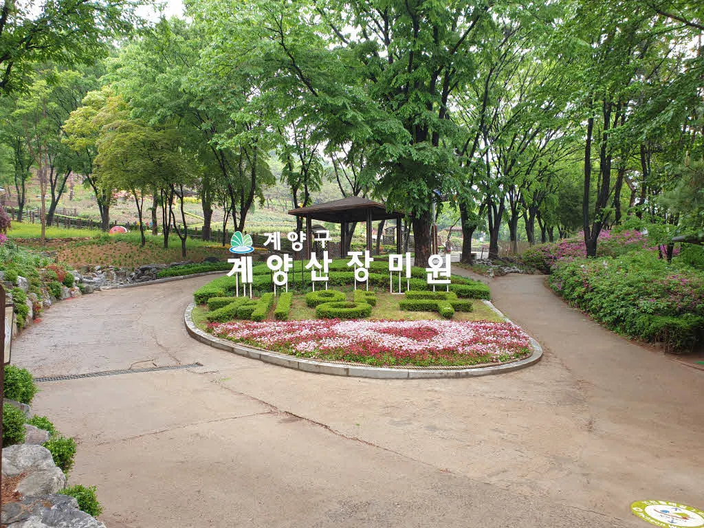 계양산 장미공원